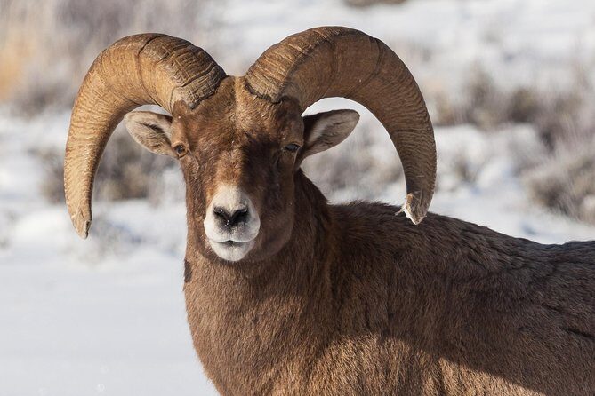 Half-Day Grand Teton Wildlife Private Safari Tour - Why This Tour Delivers Real Value