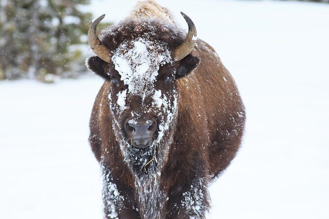 Half-Day Grand Teton Wildlife Private Safari Tour - Who Would Love This Tour?