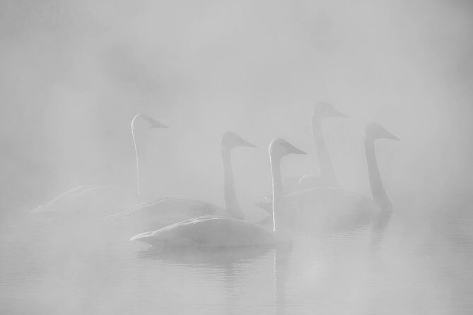 Half-Day Grand Teton Wildlife Private Safari Tour - Final Thoughts: Is It Worth It?