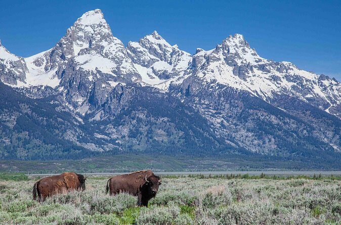 Half-Day Grand Teton Wildlife Safari Private Tour - Frequently Asked Questions