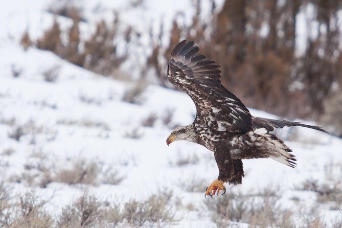 Half Day Grand Teton Wildlife Safari Tour - An In-Depth Look at the Grand Teton Wildlife Safari