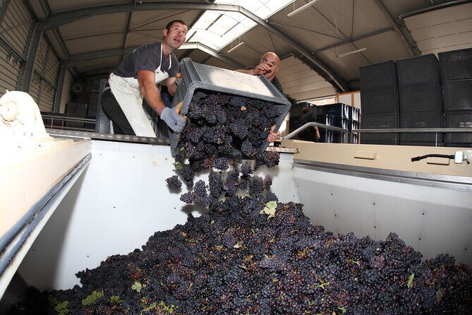 Half Day Grape Harvest Experience with Tasting in Epernay - Experience the Unique Grape Harvest in Champagne: A Detailed Review of the Half-Day Tour in Epernay