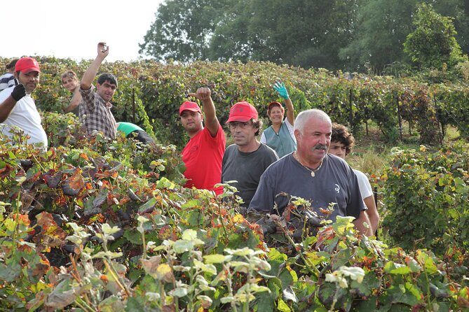 Half Day Grape Harvest Experience with Tasting in Epernay - Key Points