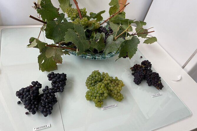 Half Day Grape Harvest Experience with Tasting in Epernay - The Sum Up