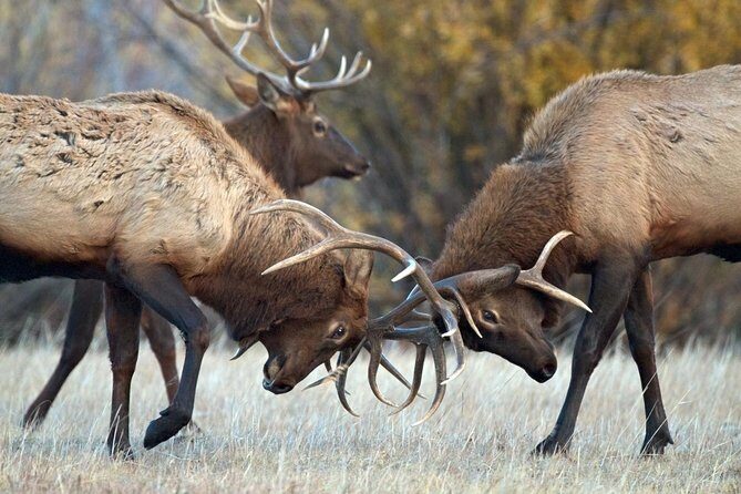 Half Day Group Sunrise Wildlife Safari - Exploring the Wild at Sunrise: What to Expect