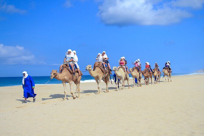 Half Day Guided Camel Safari in Cabo San Lucas - Deep Dive into the Itinerary