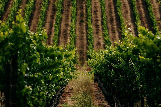 Half Day Guided Electric Bike Wine Tasting Tour with Lunch - Final Thoughts