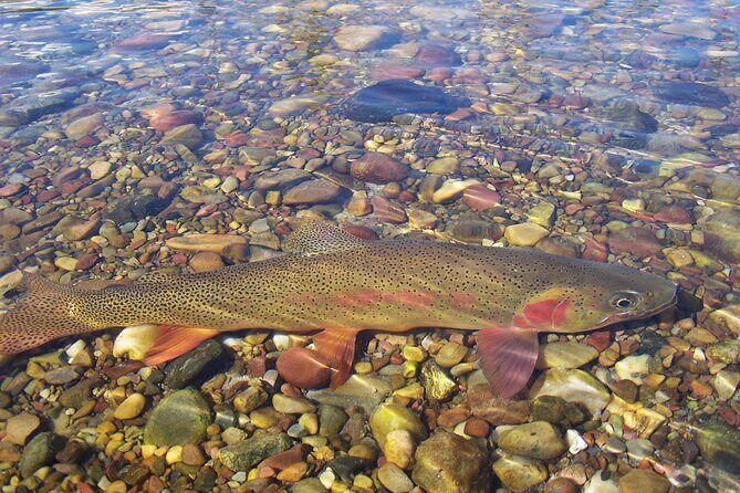 Half-Day Guided Fly Fishing Trip from Jackson Hole - Final Thoughts