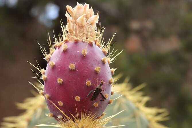 Half-Day Guided Hike in Joshua Tree National Park - Key Points