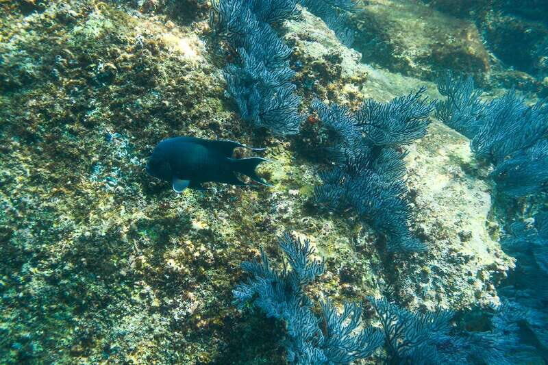 Half Day Guided Snorkel Tour in Los Cabos - Who Would Enjoy This?