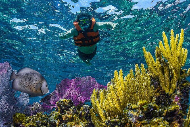 Half Day Guided Snorkeling Adventure in Puerto Morelos - Who Would Love This Tour?