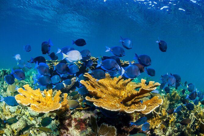 Half Day Guided Snorkeling Adventure in Puerto Morelos - The Sum Up