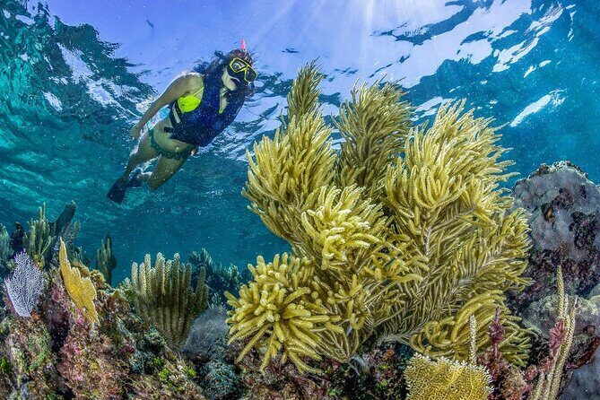 Half Day Guided Snorkeling Adventure Tour from Cancun - FAQs