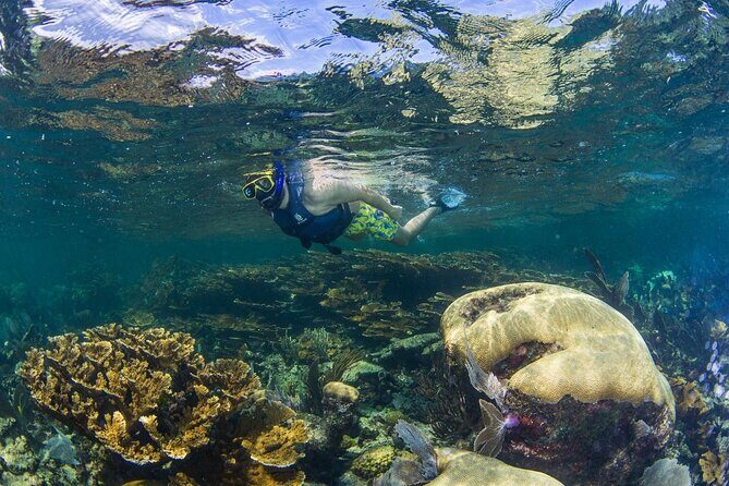 Half Day Guided Snorkeling Adventure Tour from Cancun - In The Sum Up