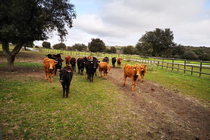 Half-Day Guided Tour to a bull farm in Madrid - Key Points