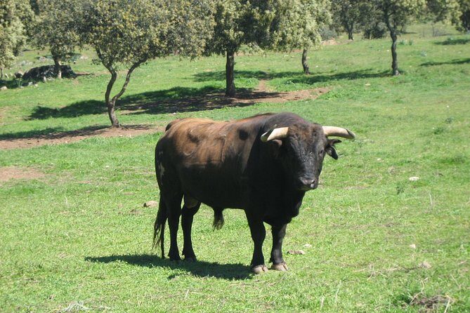 Half-Day Guided Tour to a bull farm in Madrid - Final Thoughts