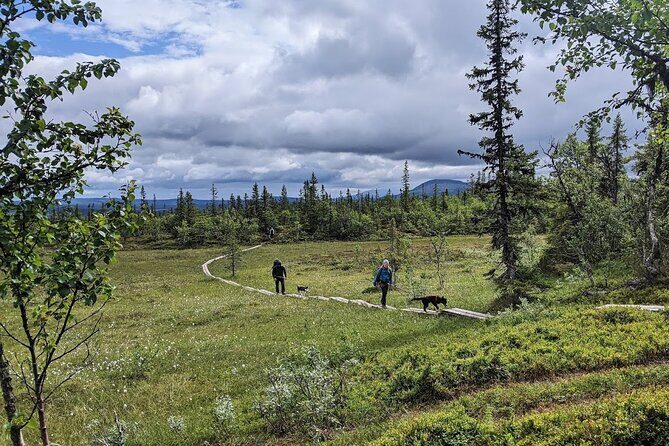 Half Day Guided Walk with Huskies - Key Points