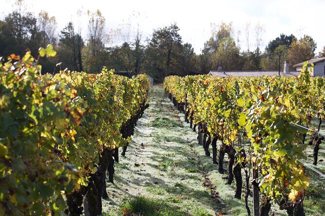 Half-Day Guided Wine Tasting Tour in Bordeaux Vineyards - FAQ