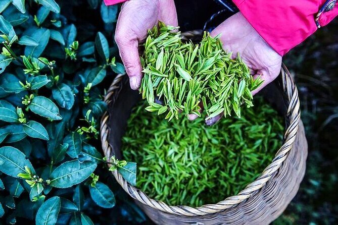 Half-Day Hangzhou Jiuxi Stream and Tea Plantation Experience - The Sum Up: Who Will Get the Most From This Tour?