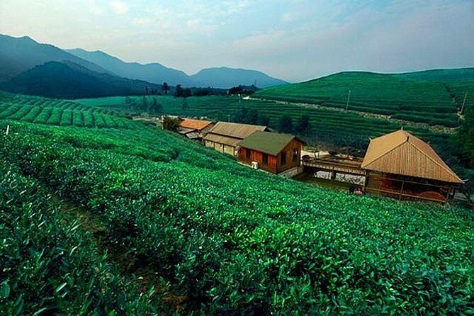 Half-Day Hangzhou Tianzhu Buddhist Mountain Hiking Tour with Green Tea Village - Key Points
