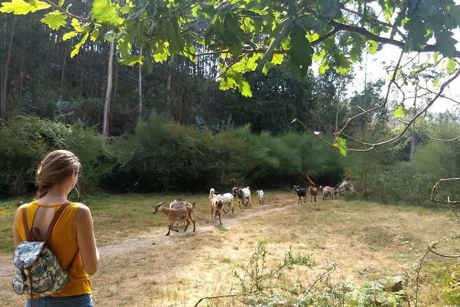 Half-day Hike & Picnic with Dog Love in Porto's Mountains - Who Should Consider This Tour?