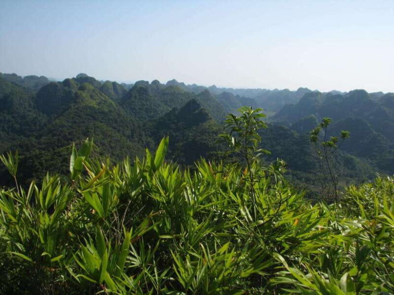 Half Day Hiking to Cat Ba National Park with a Guide - Exploring the Itinerary: What You Can Expect