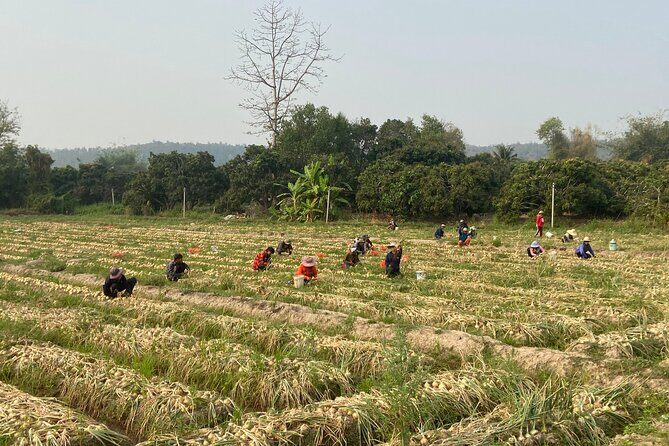 Half-day hilly adventure to Mae Wang (some unpaved, GUIDED) - Who Is This Tour Best For?