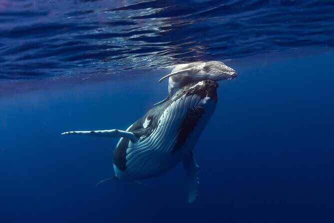 Half-Day Humpback Whales Encounter in Moorea - Final Thoughts: Who Should Consider This Tour?