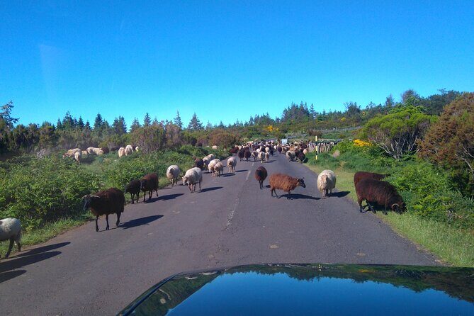 Half Day Jeep Safari Tour at Pico Areeiro and Santo da Serra - The Sum Up