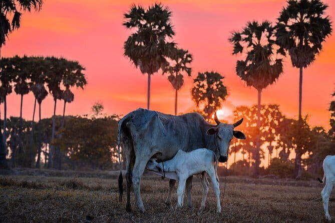 Half Day Kampong Pluk Fishing Village with Sunset Private Tour - Frequently Asked Questions