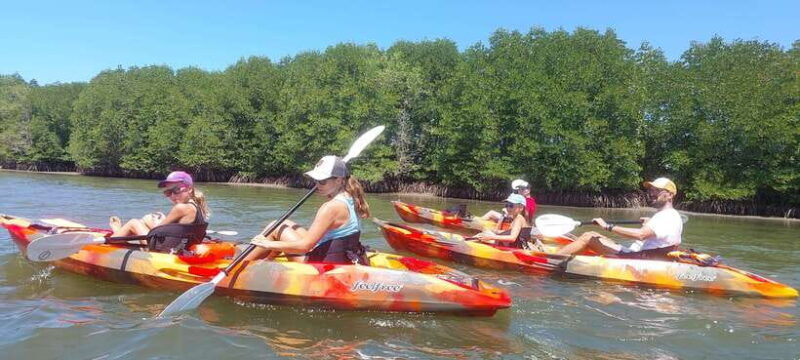 Half Day Kayak Guided Tour to the Green Mangroves Forest - FAQ: Your Questions Answered