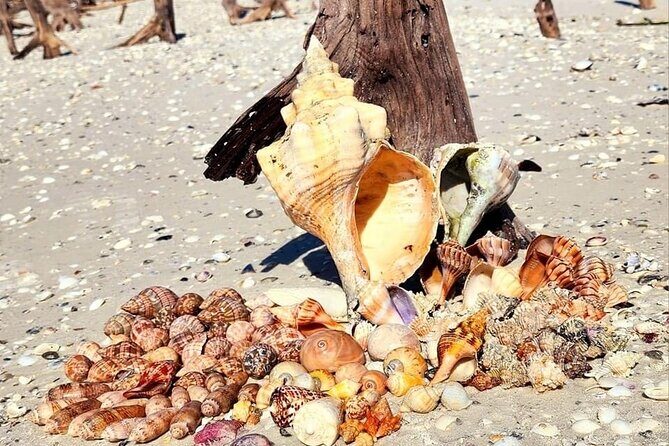 Half Day Keewaydin Shelling and Beach Adventure (Private) - In-Depth Tour Breakdown