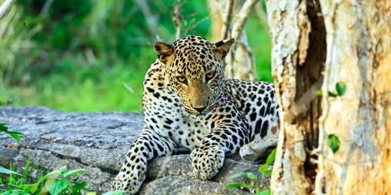 Half-Day Kumana National Park 4 x 4 wheel Safari - Why This Safari Works Well