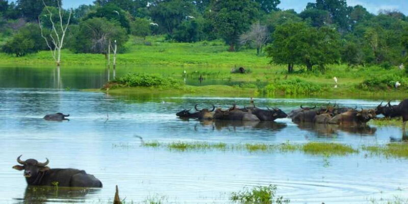 Half-Day Kumana National Park 4 x 4 wheel Safari - FAQ