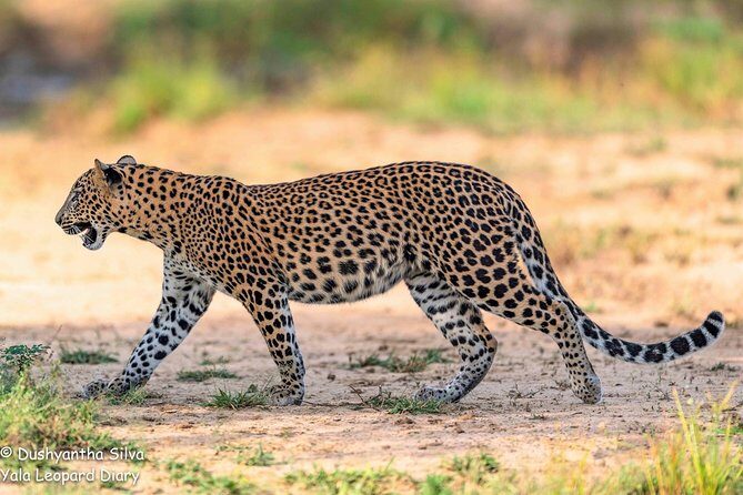 Half-Day Kumana National Park Private Safari with Pickup - FAQ