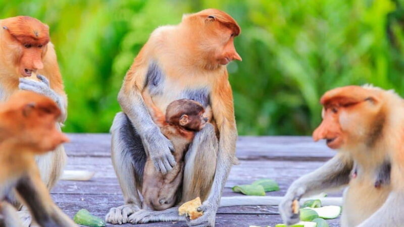 Half Day Labuk Bay Proboscis Monkey Sanctuary | Sandakan - Key Points