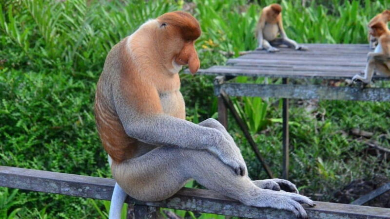 Half Day Labuk Bay Proboscis Monkey Sanctuary | Sandakan - The Experience of Feeding Time