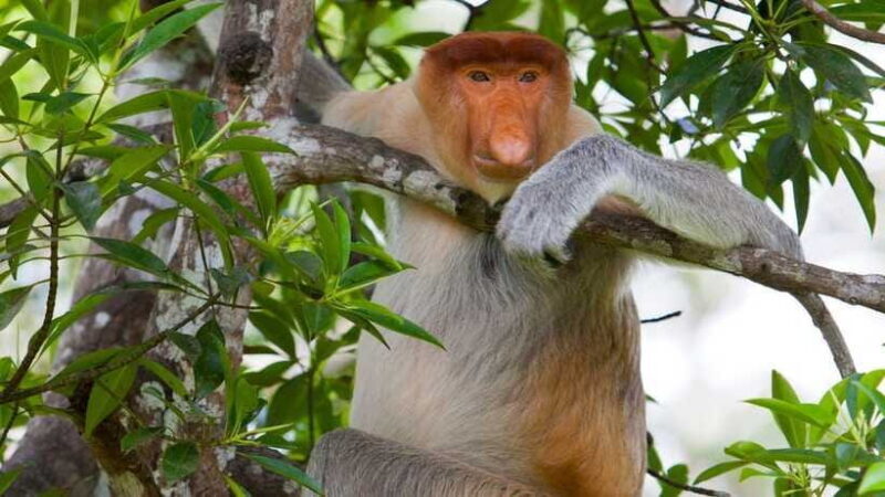 Half Day Labuk Bay Proboscis Monkey Sanctuary | Sandakan - Additional Wildlife and Scenery