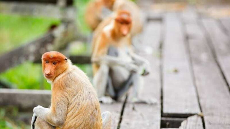 Half Day Labuk Bay Proboscis Monkey Sanctuary | Sandakan - Authenticity and Ethical Considerations