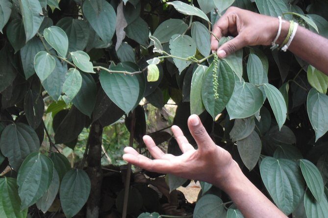 Half-Day Lagoon and Village Cycling Tour in Galle - Frequently Asked Questions
