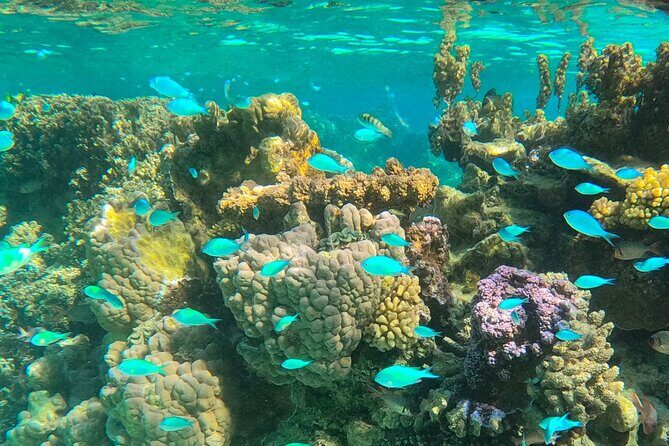 Half day lagoon safari tour in Bora Bora- Shared tour - Exploring the Lagoon: A Detailed Look at the Tour