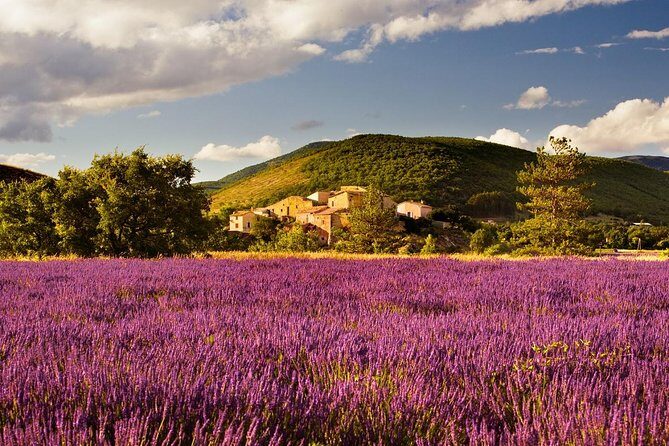 Half Day Lavender Road in Sault from Avignon - FAQs