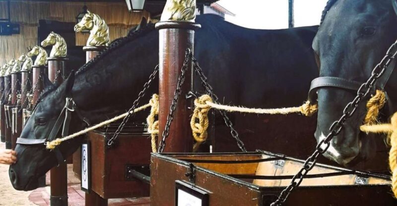 Half-day Lusitanian Horses & Photography Museum private tour - Logistics and Practical Details