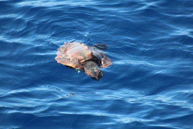 Half Day Madeira Island Cruise with Lunch - Final Thoughts