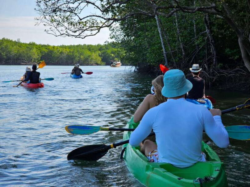 Half Day Mangrove Forest (Morning or Afternoon) - Who Will Love This Tour?