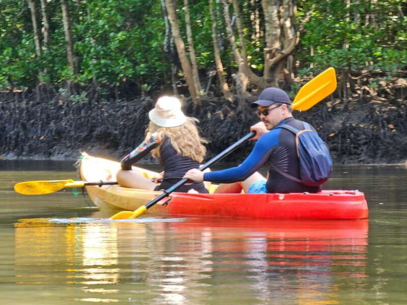 Half Day Mangrove Forest (Morning or Afternoon) - Practical Details & Tips