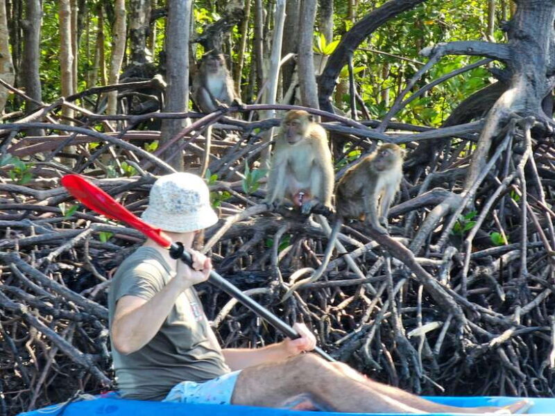 Half Day Mangrove Forest (Morning or Afternoon) - Final Thoughts