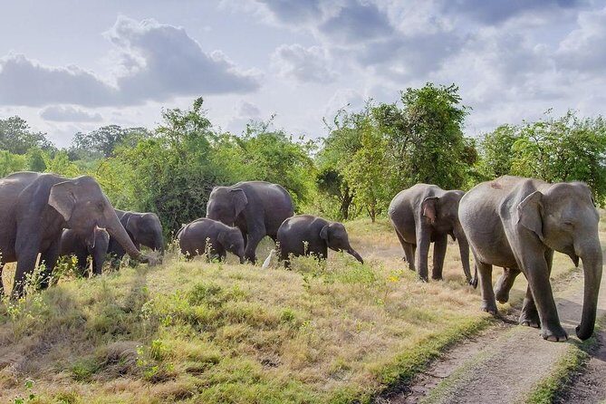 Half Day Minneriya National Park Safari from Habarana - Key Points