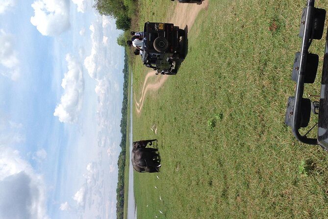 Half Day - Minneriya National Park Safari Tour From Habarana/Sigiriya - FAQs