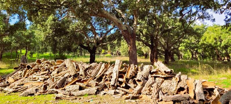 Half-Day Mountain Jeep Safari with firewater tasting - Who Should Consider This Tour